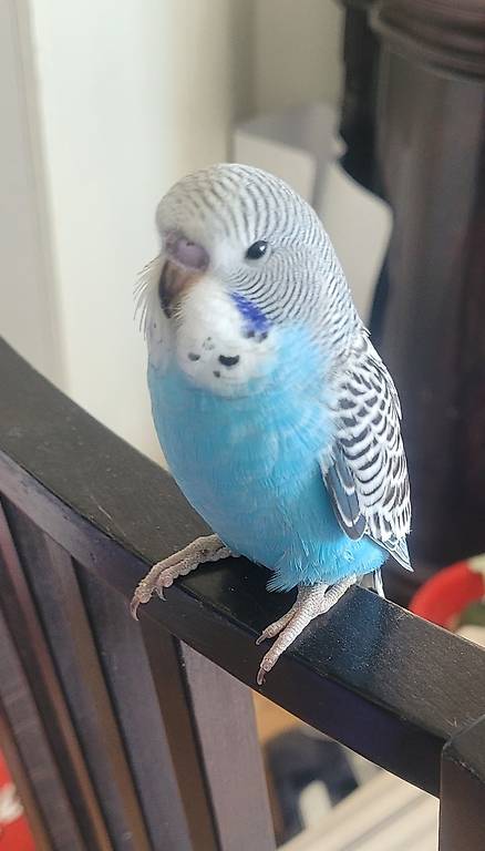 Vogel Wellensittich englische