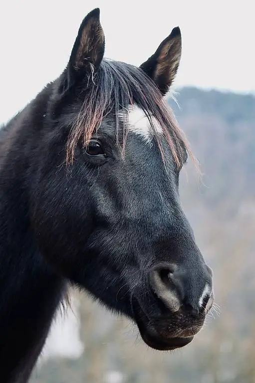 2 Reitbeteiligungen auf tollen Vollblutarabern