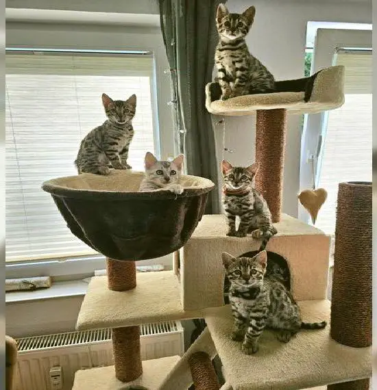 Bengal Kitten mit Stammbaum, Reinrassig World Champion Kitten