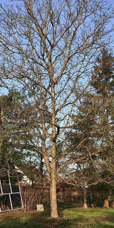 Nussbaum, Nussbaumhoz