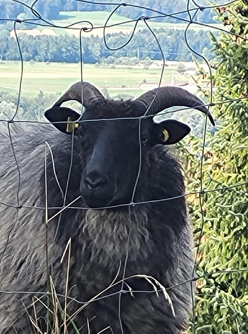Heidschnucken Auen suchen Lebensplatz