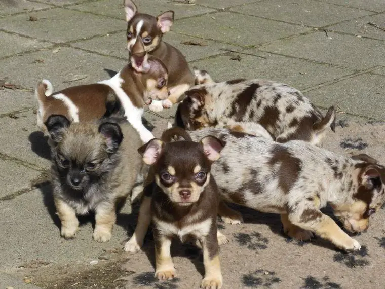 Liebe Chihuahuawelpen in Lang- und Kurzhaar