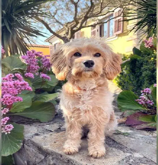 Cavapoo die unglaubliche süsse Entstehung zweier toller Rassen