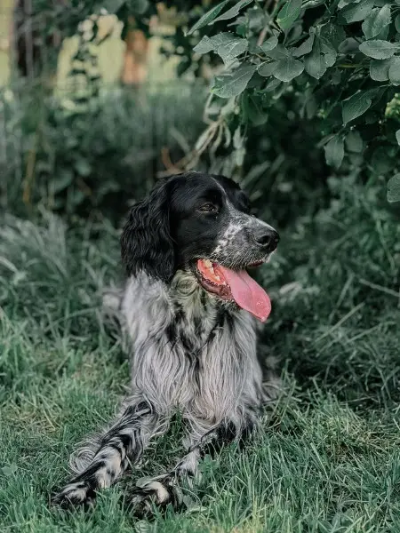 Wunderschöne einjährige English Setter mit Papieren