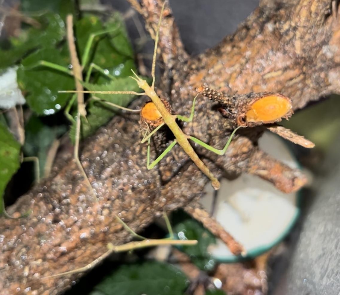 Stabheuschrecken suchen neues Zuhause