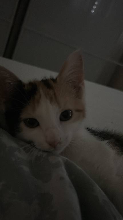 Katzenbaby "Cookie" sucht ein liebevolles Zuhause ?