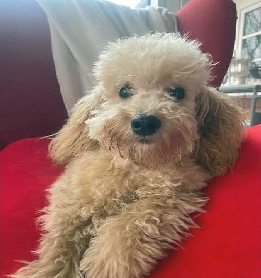 Cavapoo in apricot Cavapoo sucht Dosenöffner