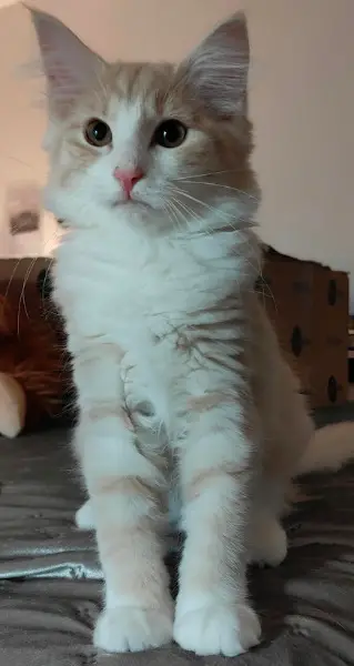 Reinrassiges Norweger Mädchen