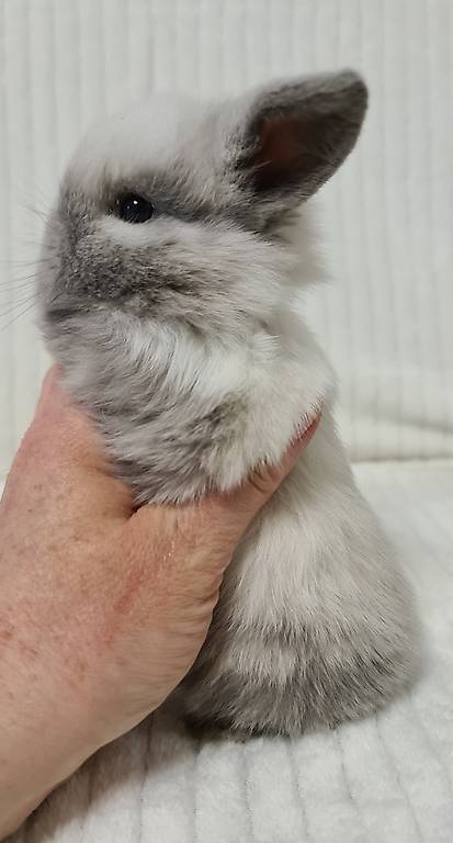 Conigli nani minilop