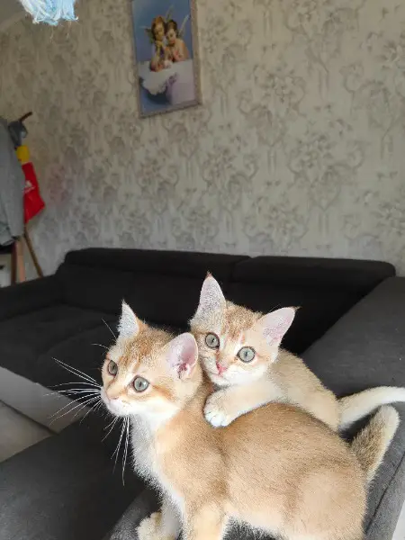 British shorthair pour race