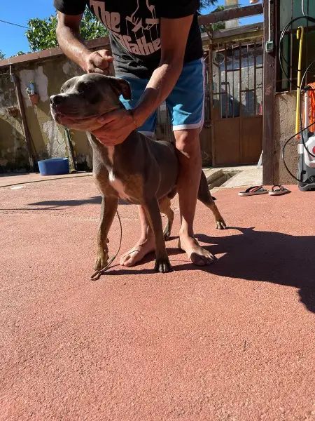 Pitbull terrier Blue Tri Color, colorazione rara