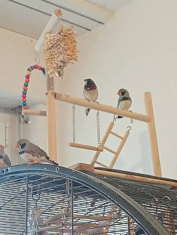 Zebrafinken Schwarzwangen