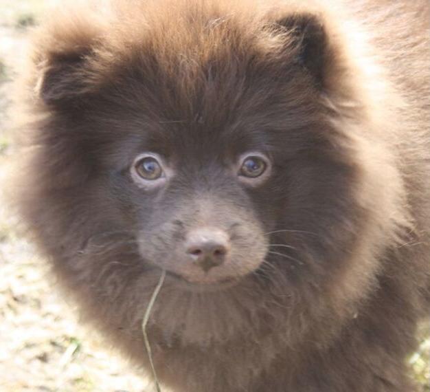 Knuddeliger Pomchi / Zwergspitz Rüde in schoko