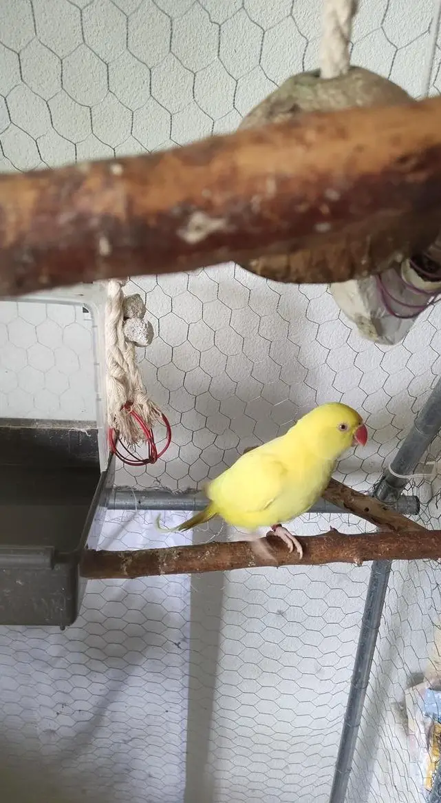 Halsbandsittich Hahn, gelb, zahm