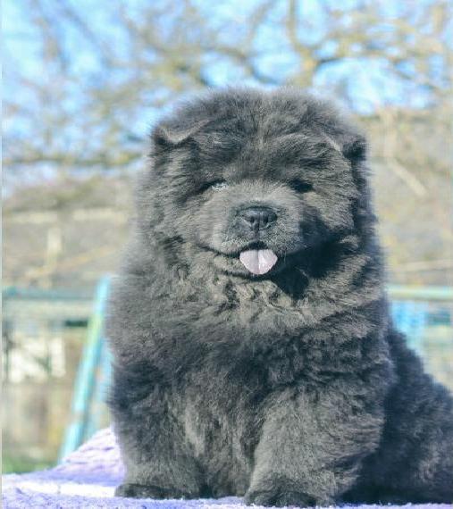 Chow chow FCI pedigree