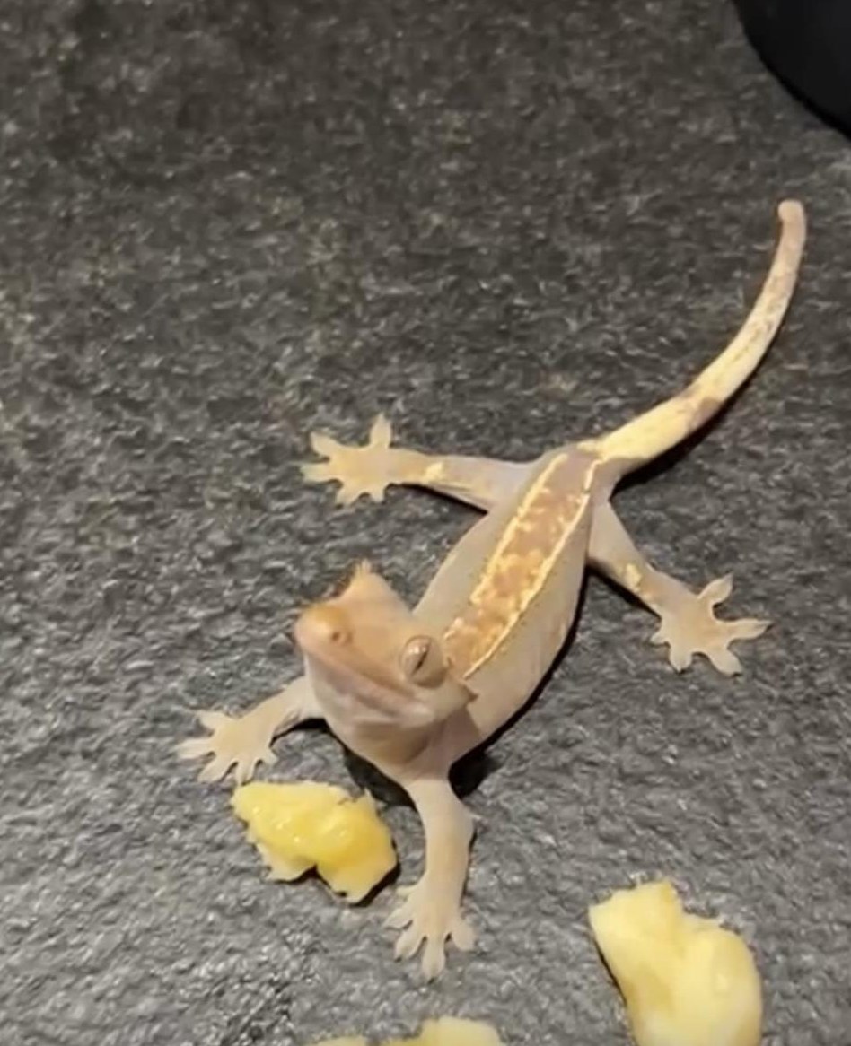 Kronengecko sucht neues Zuhause – mit komplettem Terrarium-Set