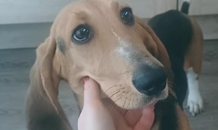 Basset Artesien Normand Hündin an.