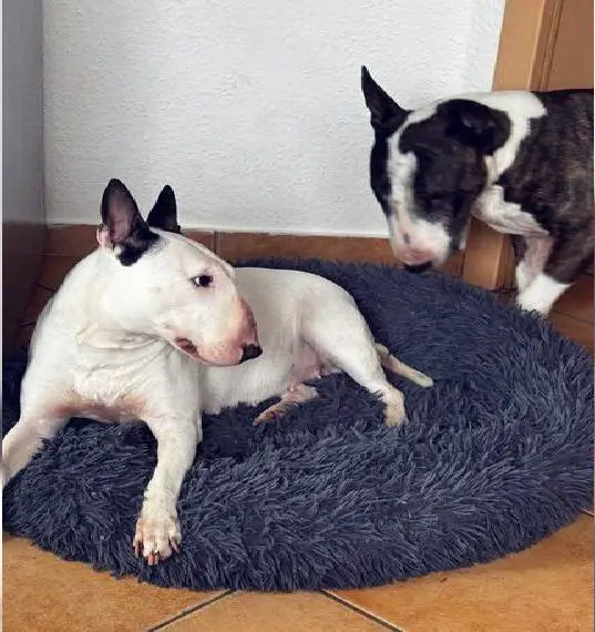 Miniatur Bullterrier