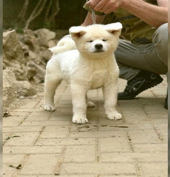 Japanische Akita Inu - FCI & AKIHO Ahnentafel