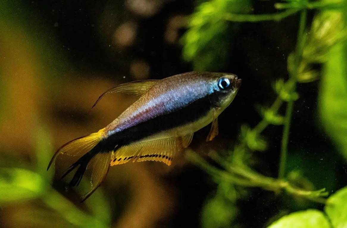 6x Kaisersalmler (Nematobrycon palmeri) zu verkaufen