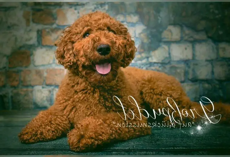 Grosspudel Königspudel Welpen ROT Fawn Pudel kein Doodle