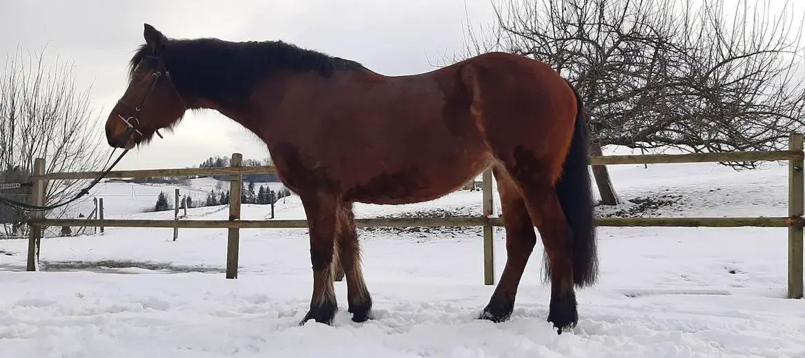 Stute beschäftigen - wie ein eigenes Pferd