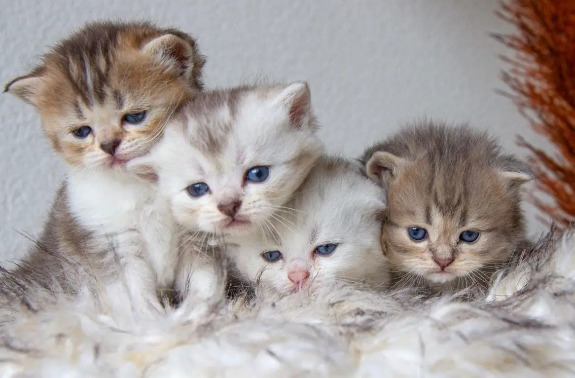 Britisch Kurzhaar, BKH/BLH Kitten, reinrassig mit Stammbaum