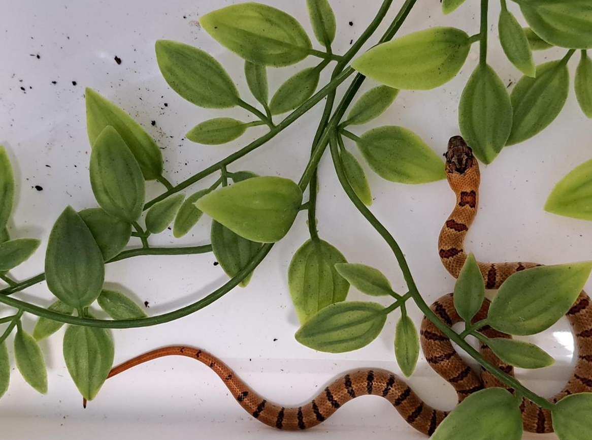 Lampropeltis leonis Nachzucht zu verkaufen