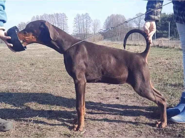 Dobermann FCI TOP Welpen Doberman