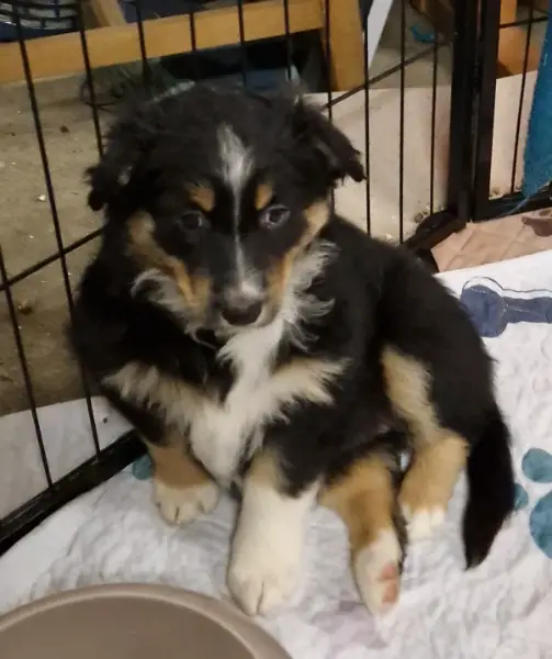 Welpen Australian Shepherd- Samojeden Mischung