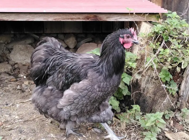 Junger Orpington Hahn schwarz-weiss, grosse Rasse