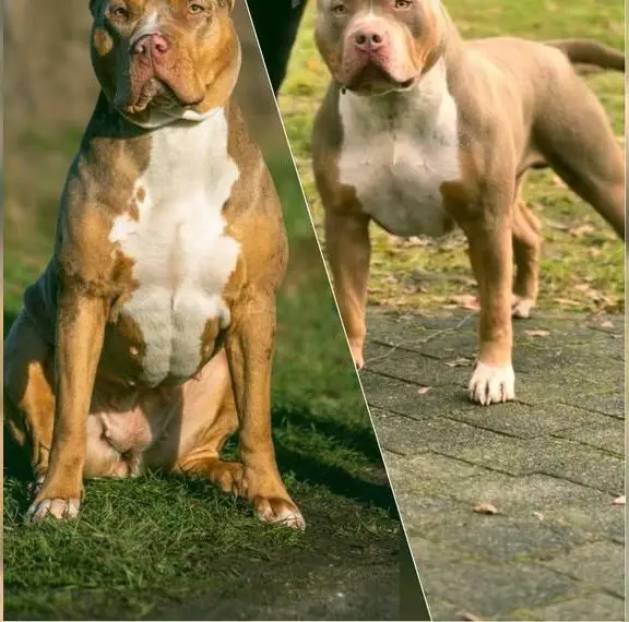 American Bully XL Welpen Baghira x Top Gun