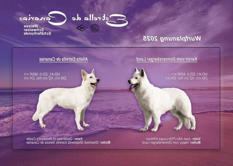 Weisser Schweizer Schäferhund Welpen (RWS/VDH/FCI)