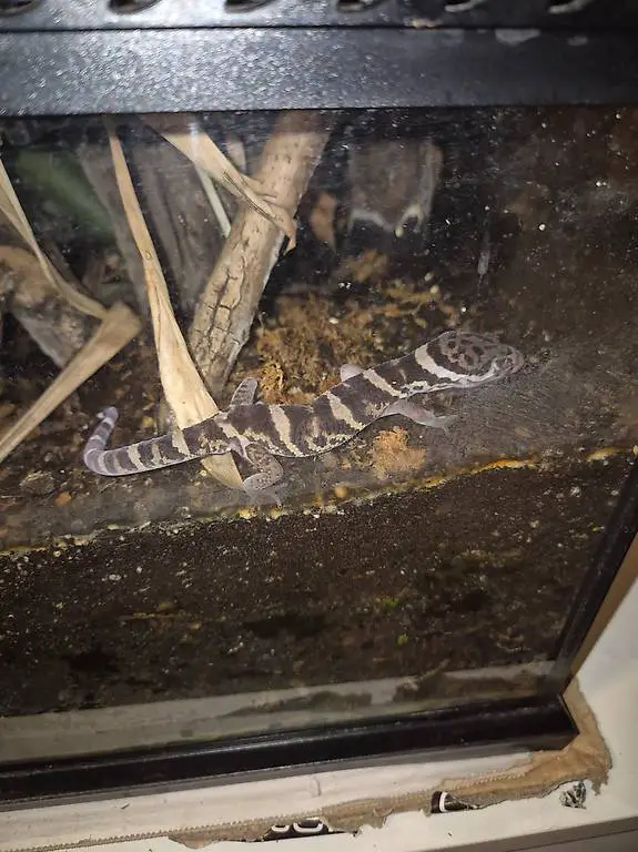 1.1 Mittelamerikanischer Krallengecko, Coleonyx mitratus