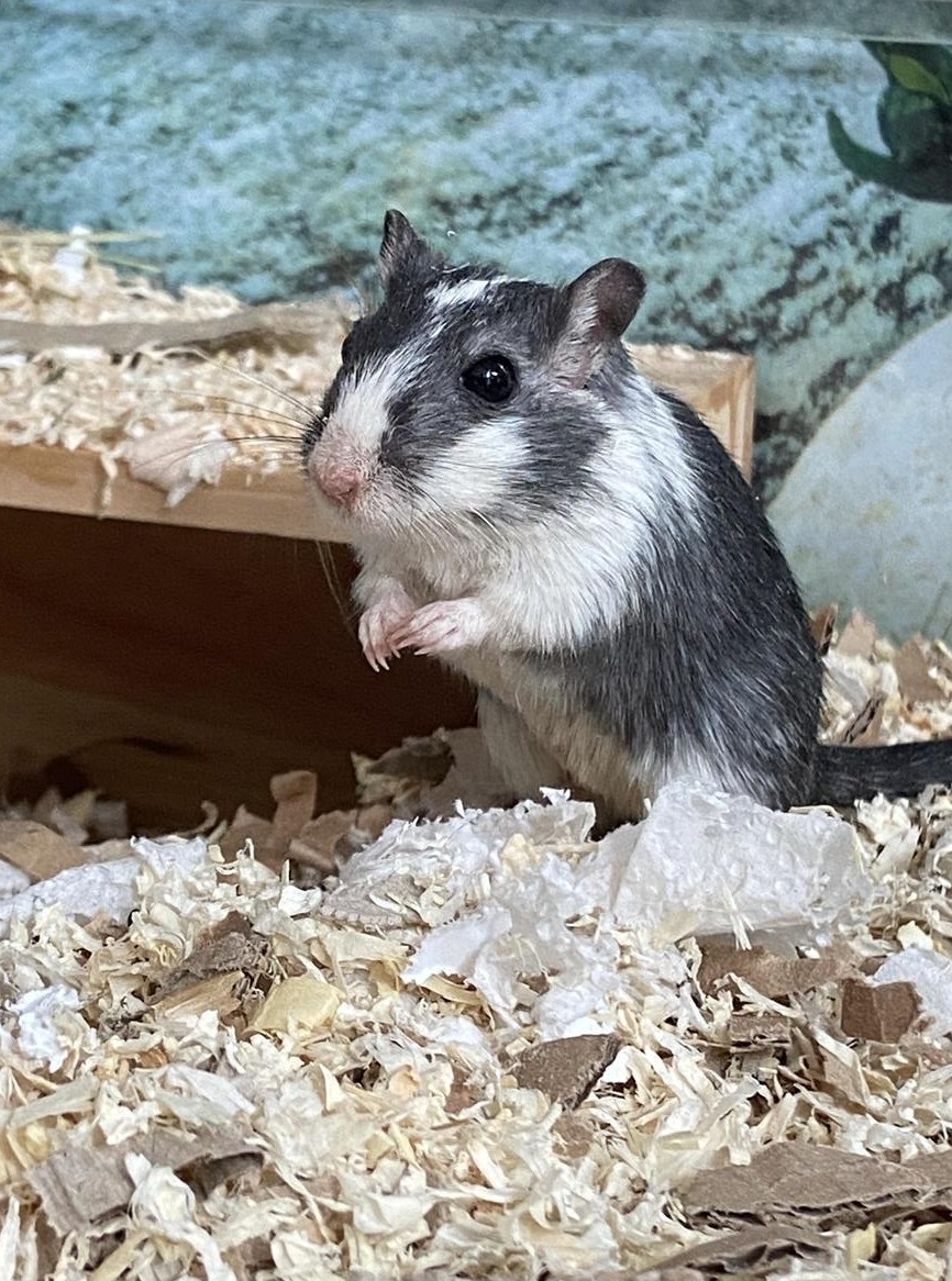 Rennmaus Aufnahme, Vergesellschaftung, Weitervermittlung