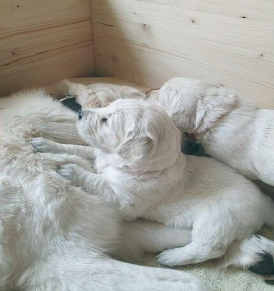 Golden Retriever Wurfplanung