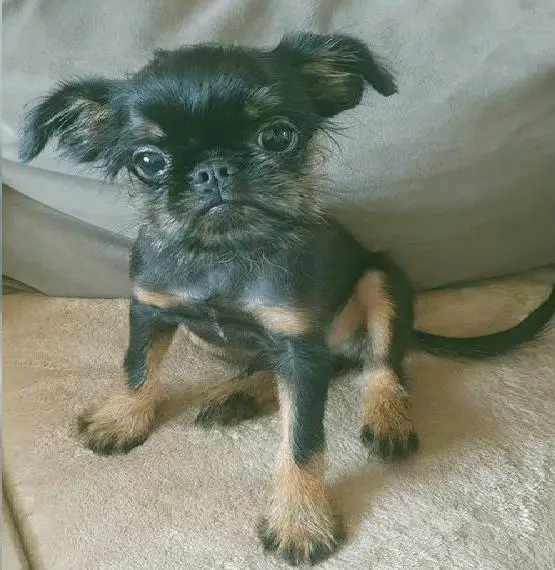 Belgischer Griffon Welpe, Zwerggriffon Rüde mit Ahnenpass