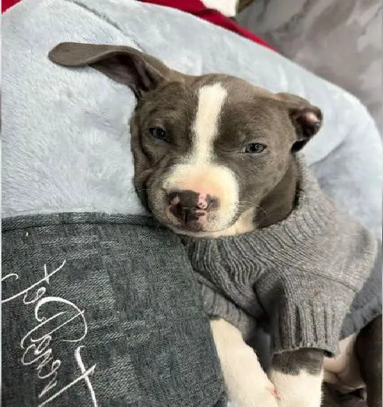 American Bully Welpe