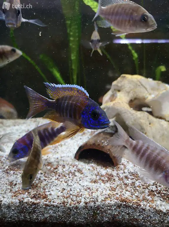 Malawi, Non Mbuna, Fische, Aulonocara sp. Red Flash