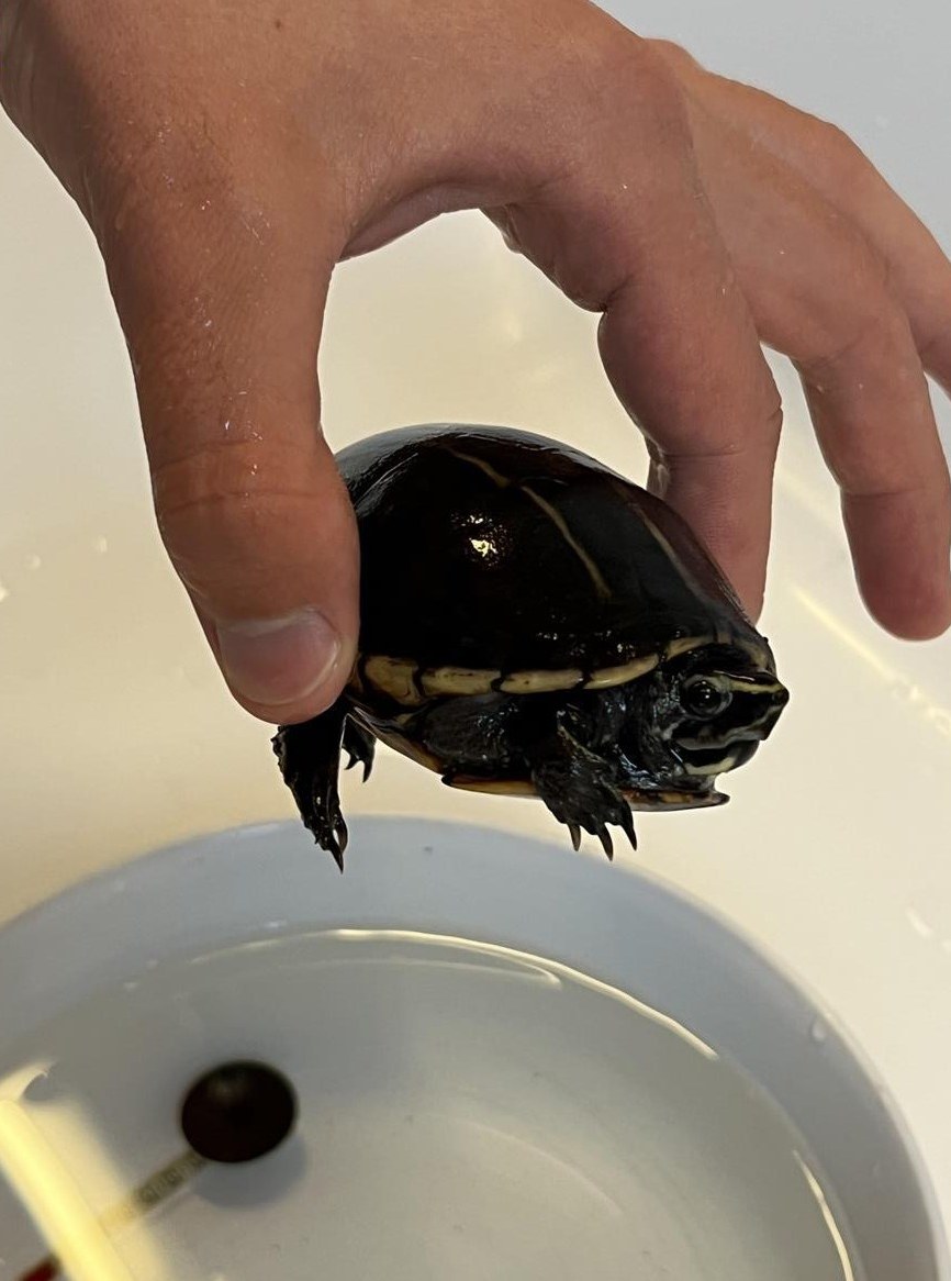 Kinosternon baurii Schildkröte zu vergeben / à donner