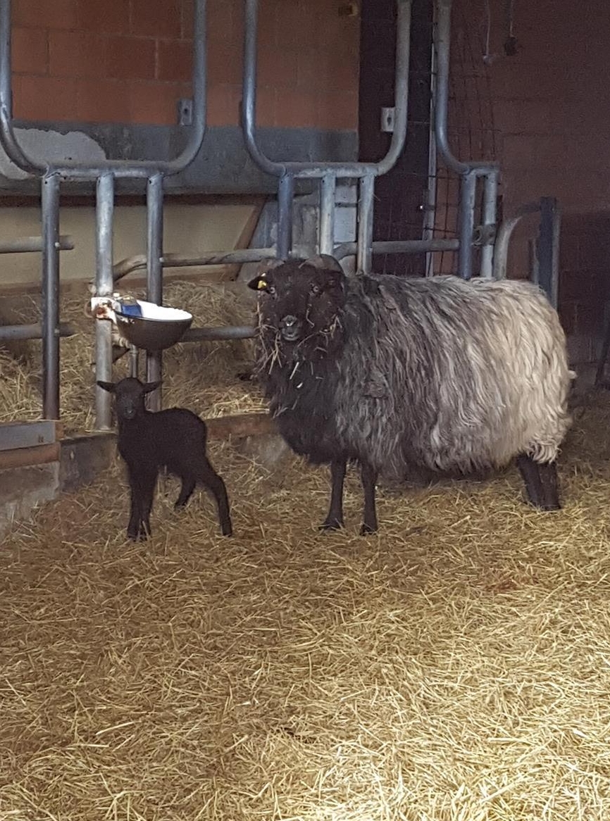 Heidschnucken Mutterschaf mit Jungen, auch Böckli auf Anfrage