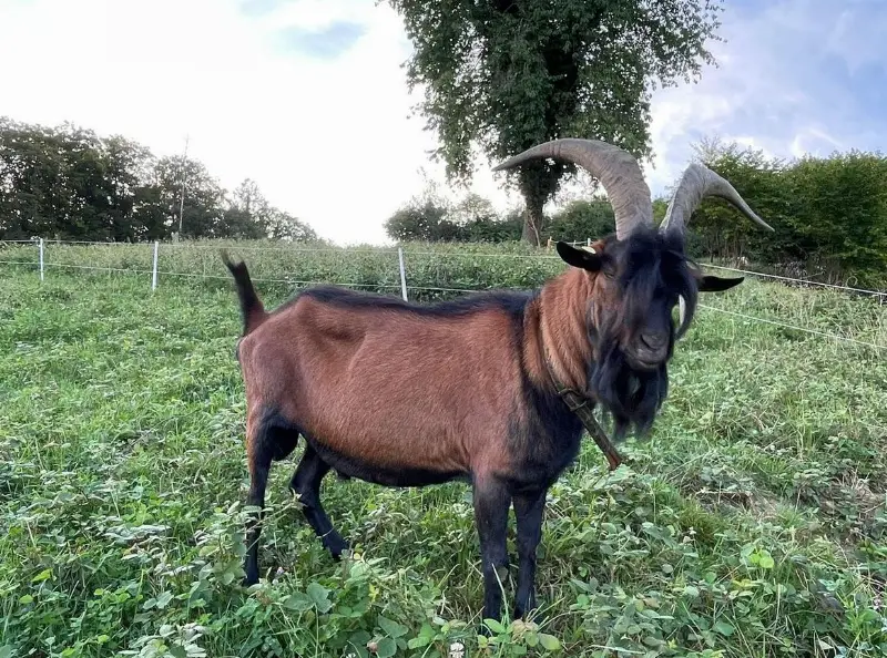 4-jähriger Ziegenbock, Gemsfarbige Gebirgsziege