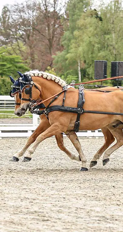 Reitbeteiligung zu vergeben