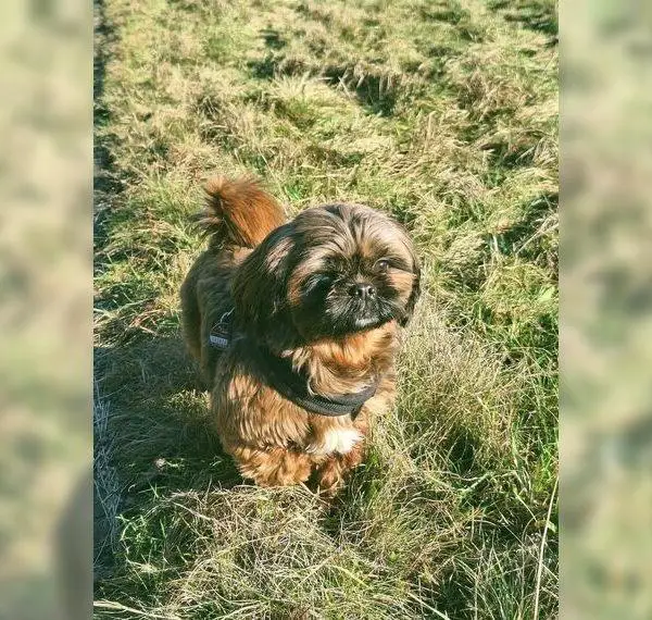 Shih Tzu Wurfankündigung