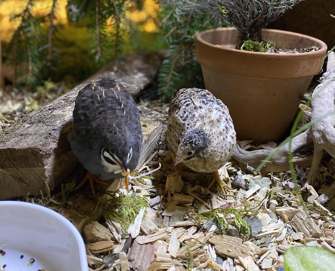 Zwergwachteln Pärchen zu verkaufen