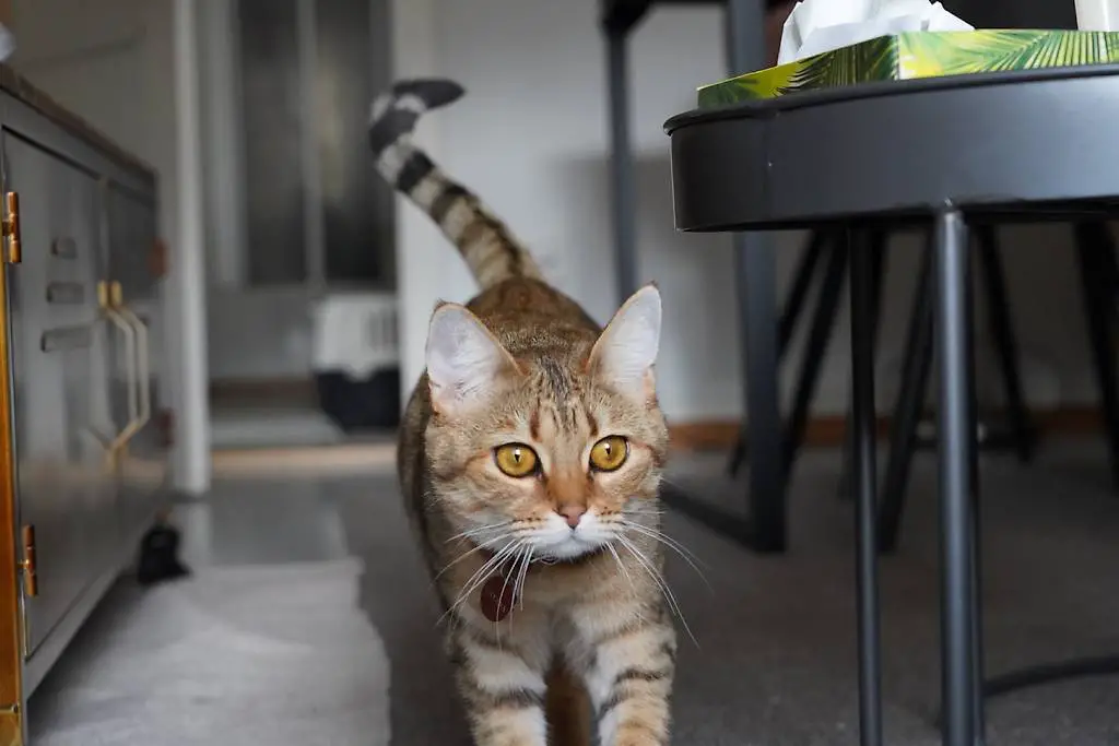 Tigerli suchen ein Forever Home