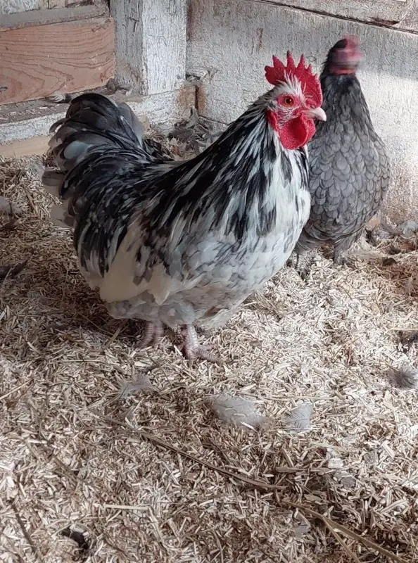 Zwerg Orpington Hahn