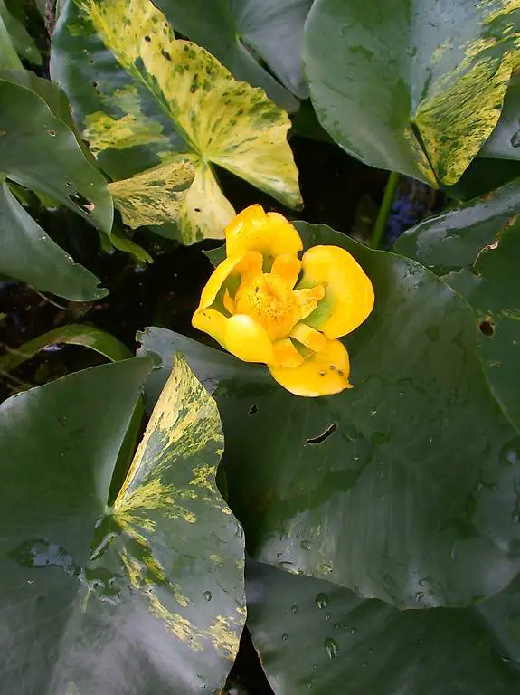 Seerose Teichpflanze Nuphar japanische "Variegata"