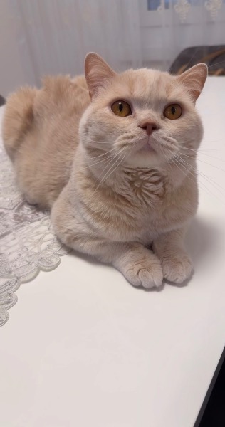 Reinrassiger BKH-Deckkater in seltener Creme-Farbe