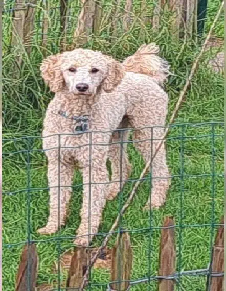 kleinpudel deckrüde